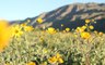 Southern California Could See Another Super Bloom in 2020, Weather Experts Predict