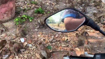Feeding the Local Monkeys in Thailand