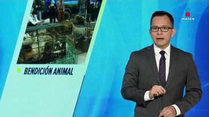 Así podría beneficiar el brote de coronavirus a animales salvajes