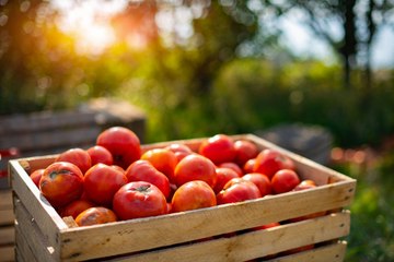 These New Tomato Varieties Have Been Named the Best for 2020