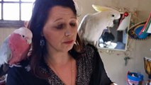 Vauvert : Caroline Marcaire, passionnée d'oiseaux, élève des champions du monde