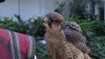 Falconer Lord Robert Chessman Invites You To The 32nd Annual Renaissance Festival
