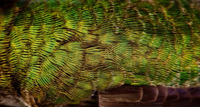 Scientists Unlock the Hummingbird’s Secret to Vibrant, Iridescent Colors