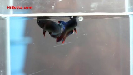 Điều Gì Xảy Ra Khi Hai Con Chọi Chiến Vào Cùng Một Bể | www.HiBetta.com