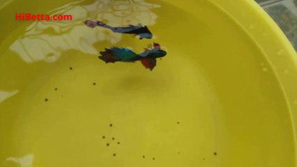 Cá Chọi Cảnh Đánh Nhau | www.HiBetta.com