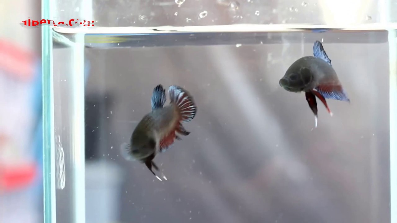 Trận Chiến Tỷ Đô Giữa Hai Đại Gia Cá Chọi | A $1 Billion Betta Fish Fight | www.HiBetta.com