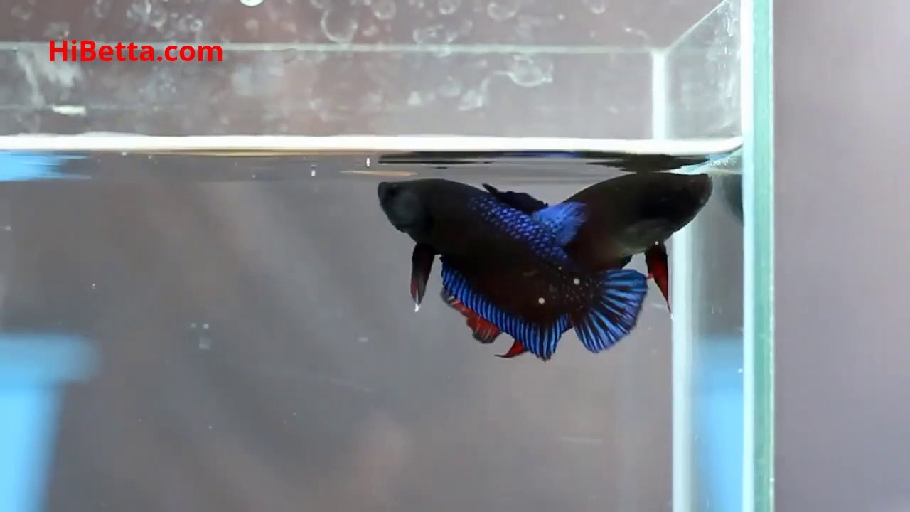 Cá Chọi Đánh Nhau | Chọi Chiến Betta Đuôi Ngắn | Top Betta Fish Fight Series | www.HiBetta.com