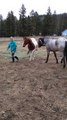 Clever Horse Can Bow for Treats