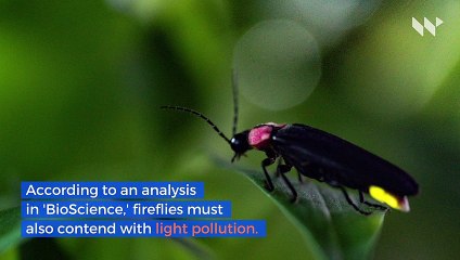 Light Pollution May Soon Cause Extinction of Fireflies, Study Says
