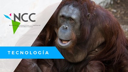 Né­net­te, la oran­gu­ta­na ‘pin­to­ra’ que cum­ple 50 años