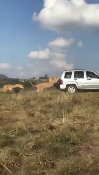 Ce lion est-il en train de pousser une voiture en panne? Pas certain