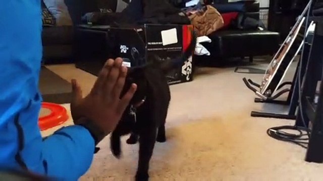 Un chat qui comprend la langue des signes