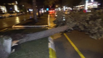 Onlarca yıllık ağaç fırtınaya dayanamadı, caddeye devrilip yolu kapattı