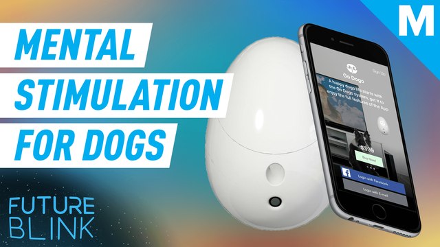 Go Dogo is designed to keep your dog mentally stimulated while you're away - Future Blink