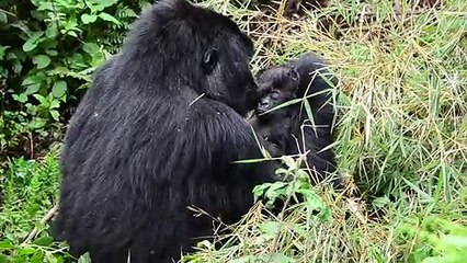 Irk veya tür ne olursa olsun, anne sevgisi her zaman aynı olacaktır. 