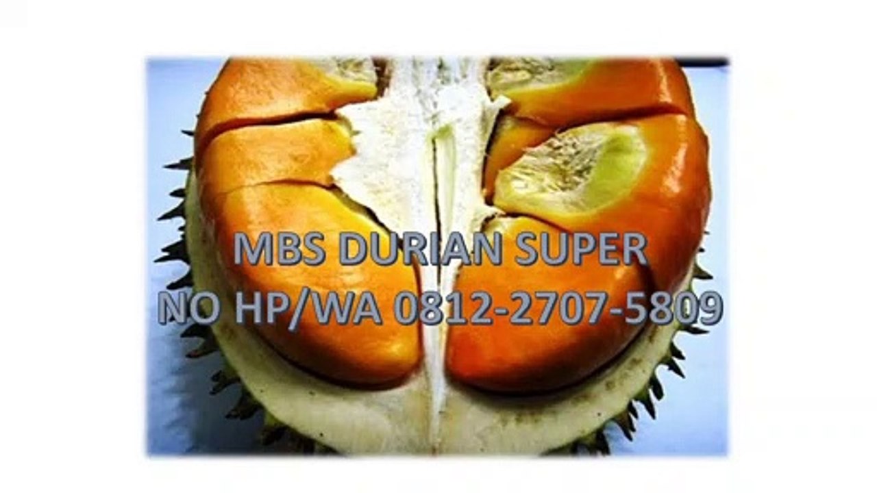 GROSIR, WA 0812-2707-5809, Bibit Durian Cangkok Sulawesi Selatan