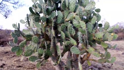 Nopal Blanco del Cerro