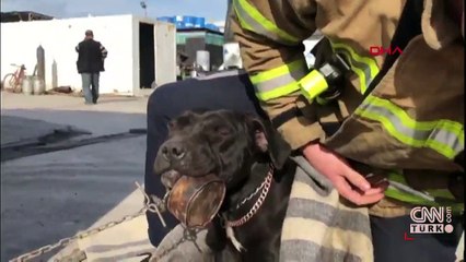 Dili konverse kutusuna sıkışan yavru köpeği itfaiyeciler kurtardı
