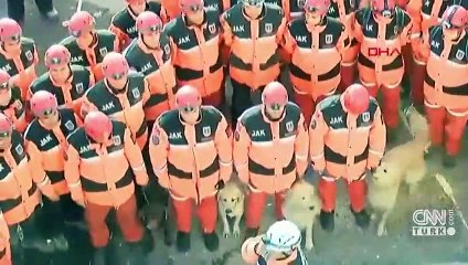 Eğitimli köpeklerin serüveni