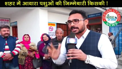 शहर में आवारा पशुओं के इलाज की जिम्मेबारी किसकी हो!