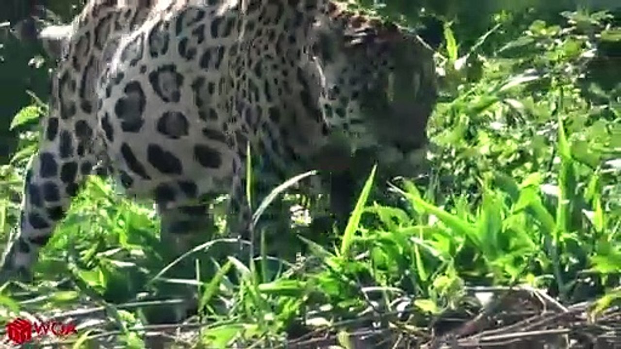 Jaguar Knocks Down Swamp Monster Caiman   Wild Animals Hunting
