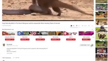 King Cobra Big Battle In The Desert Honey Badger - Snake Vs Mongoose   Amazing Attack of Animals