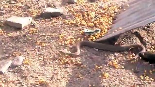 King Cobra Big Battle In The Desert Huron and the unexpected   Most Amazing Attack of Animals