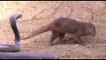 King Cobra Big Battle In The Desert Mongoose and the unexpected   Most Amazing Attack of Animals