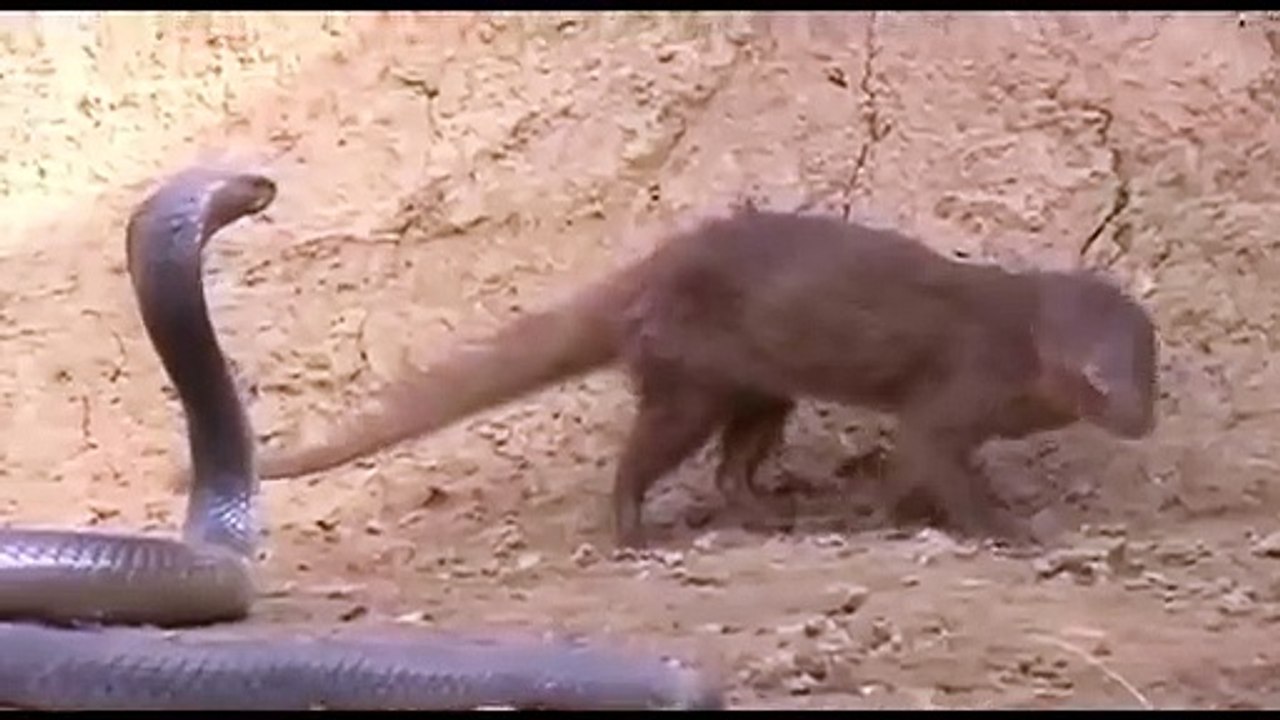 King Cobra Big Battle In The Desert Mongoose and the unexpected   Most Amazing Attack of Animals