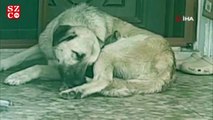 Köpeğin, annesi telef olan yavru kediye şefkati