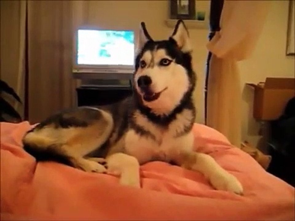 Top 10 Funny and Cute Dog funny movie Must watch