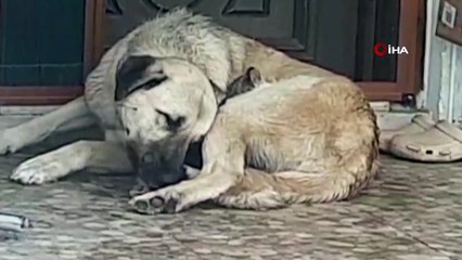 Köpeğin, annesi telef olan yavru kediye şefkati kamerada