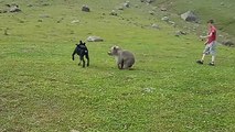 Un chien et un bébé ours jouent ensemble