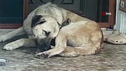 Köpeğin, Annesi Telef Olan Yavru Kediye Şefkati Kamerada