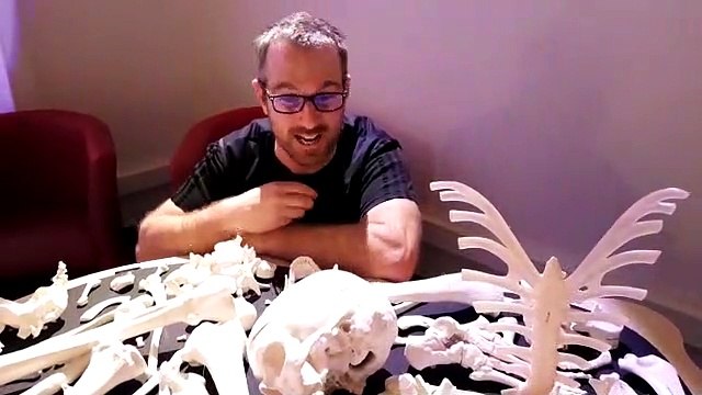 Histoire d'os au Pavillon des sciences à Montbéliard