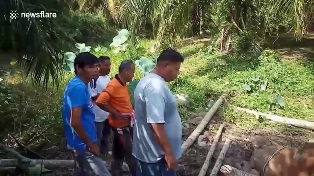 Ox rescued in Thailand after getting trapped in muddy swamp for two days