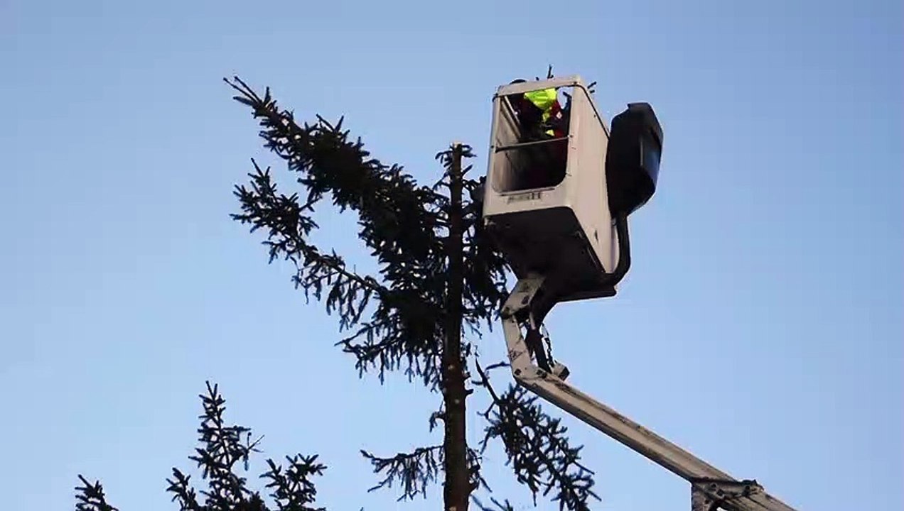 Le sapin de Noël d'Épinal réduit en sciure