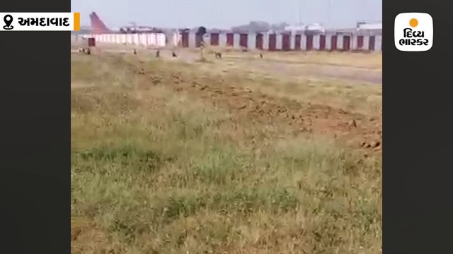 અમદાવાદ એરપોર્ટ પર વાંદરાઓને ભગાડવા માનવ રીંછનો અનોખો પ્રયોગ