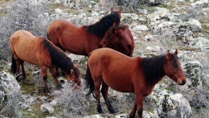 Murat Dağı'ndaki yılkı atlarının sayısı artıyor