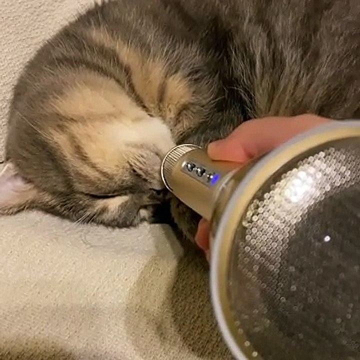 Ce chat fait peur avec ses ronflements