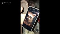 Texas family find baby raccoon in chimney and reunite it with its mother