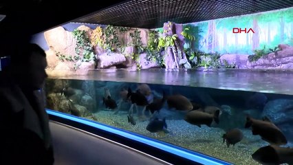 Akvaryum dalgıçları, köpek balıklarını elle besliyor