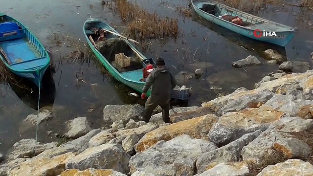 Karabatak sürüleri balıkçıların korkulu rüyası haline geldi