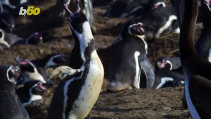 Penguins Communicate Like Humans