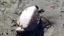 Hatay nesli tehlike altındaki yeşil kaplumbağa ölüsü, kıyıya vurdu