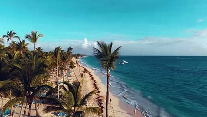 Palm trees on beach shore