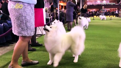 This Dog Wins The Most at the World Famous Westminster Dog Show