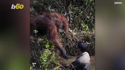 Rare Photo Shows Orangutan Offering a Helping Hand To a Man In River Clearing Away Snakes!