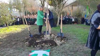 Plantan un retoño del árbol de Gernika en un colegio de Amorebieta