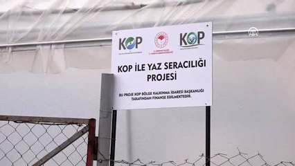 Etkili olan fırtına seralara zarar verdi